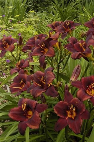 Kod:hem08 Hemerocallis 'Chocolate Candy' Daylily Hardy Perennial (Çiçek açabilecek sağlıklı 1adet rizom)