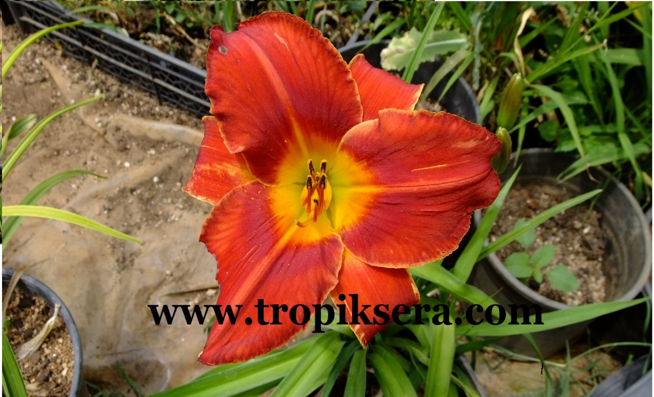 Kod:hem09 Hemerocallis 'Amadeus' Daylily Hardy Perennial (Çiçek açabilecek sağlıklı 1adet rizom)