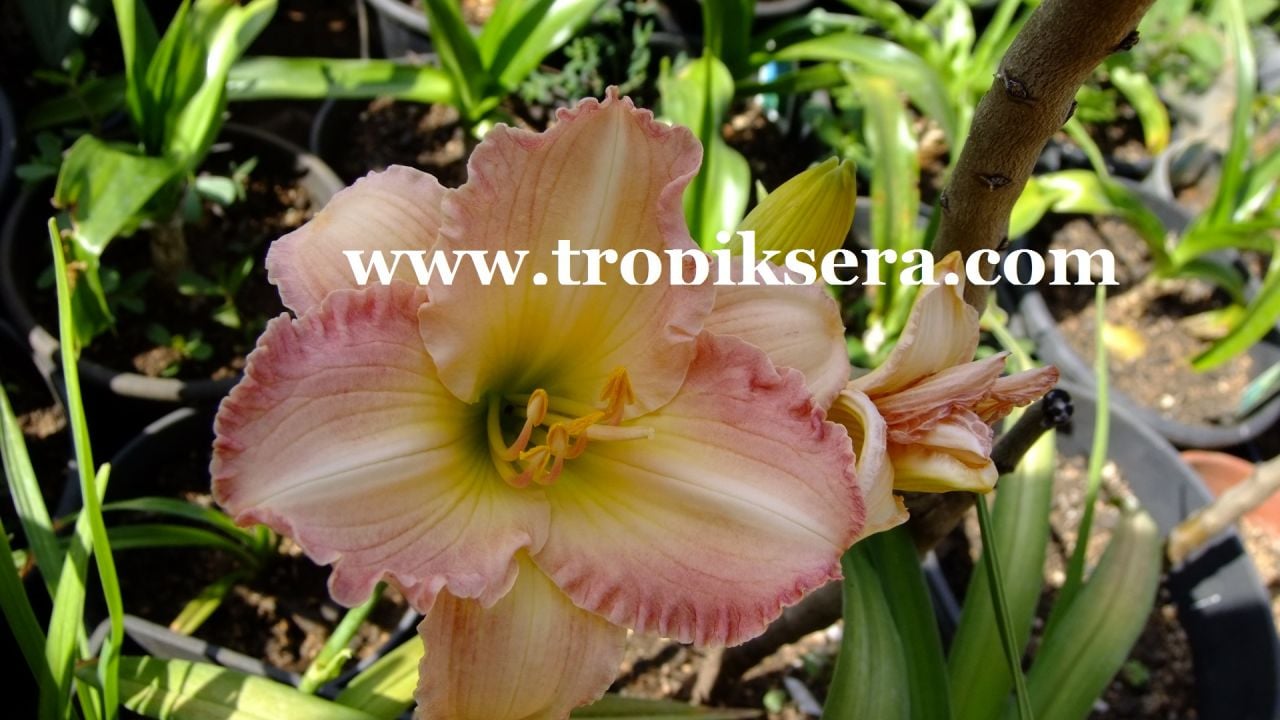 Kod:hem10 Hemerocallis 'Sugar paint' Daylily Hardy Perennial (Çiçek açabilecek sağlıklı 1adet rizom)