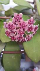 Hoya diversifolia. Kokulu mum çiçeği  10-20 cm boyda mini saksıda köklü.Güçlü sürgünlü (kod:mum10c)