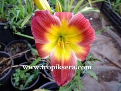 Kod:hem11 Hemerocallis 'Christmas is' Daylily Hardy Perennial (Çiçek açabilecek sağlıklı 1adet rizom)