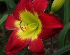 Kod:hem11 Hemerocallis 'Christmas is' Daylily Hardy Perennial (Çiçek açabilecek sağlıklı 1adet rizom)