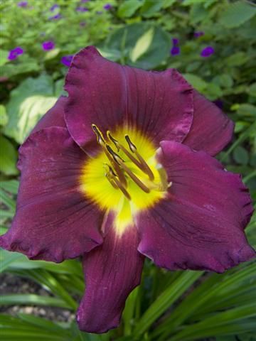 Kod:hem13 Hemerocallis 'Bela Lugosi'' Daylily Hardy Perennial (Çiçek açabilecek sağlıklı 1adet rizom)