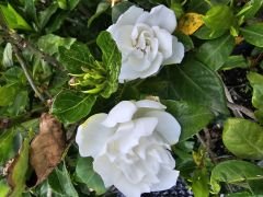 Kod:j01 İthal jumbo gardenya, Gardenia jasminoides orta boy (30 -50cm boyda)