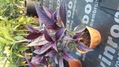 Kod:pers02 Persian Shield Büyük boy(Strobilanthes dyerianus)'' Pers kalkanı (canlı ve sağlıklı bitki)