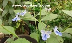 Kod:mk02  Mavi Kelebek Çiçeği (Clerodendrum ugandense)  (canlı ve sağlıklı 10 - 20 cm boyda)