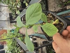Kod:mk03  Mavi Kelebek Çiçeği (Clerodendrum ugandense)  Orta boy canlı ve sağlıklı 15-25 cm boyda)