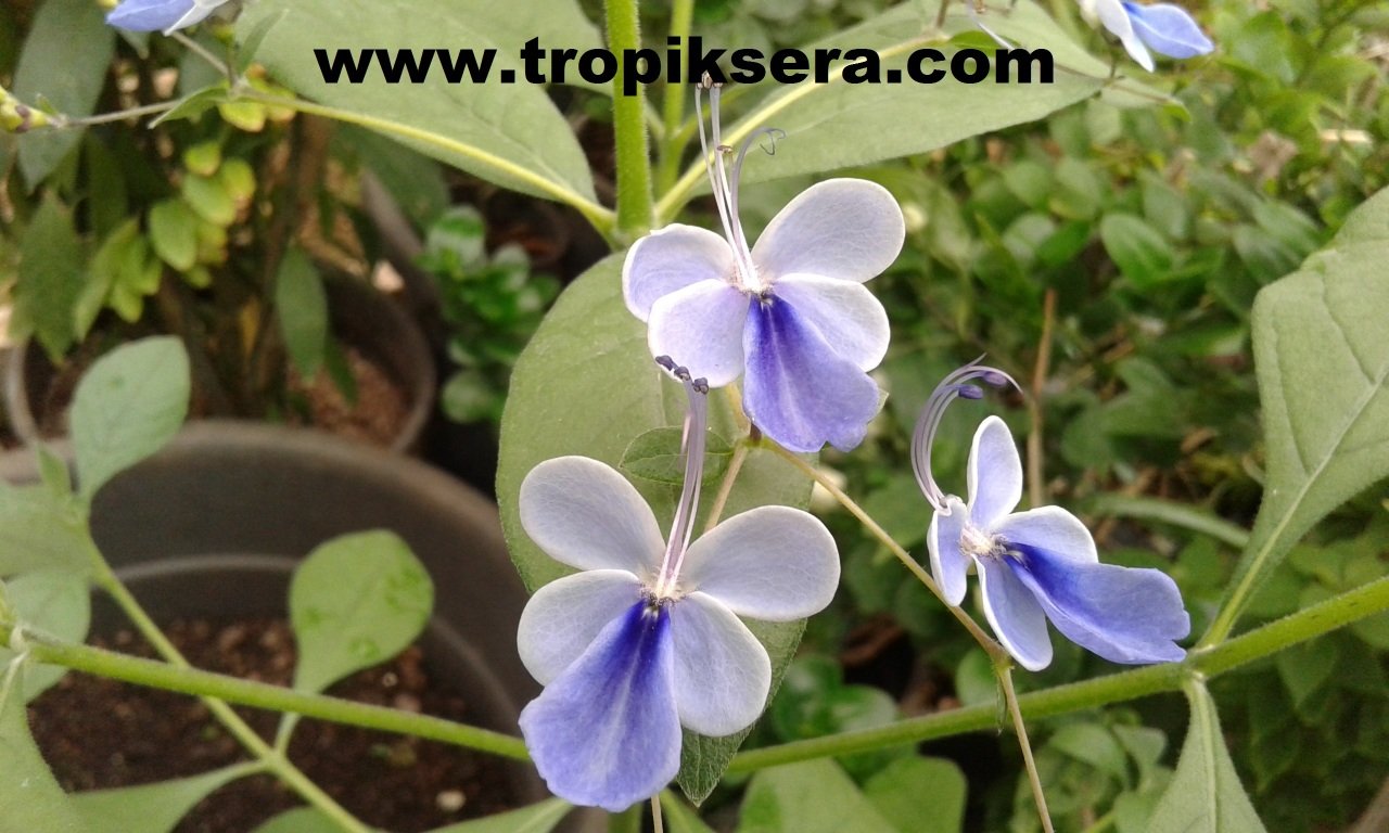 Kod:mk03  Mavi Kelebek Çiçeği (Clerodendrum ugandense)  Orta boy canlı ve sağlıklı 15-25 cm boyda)
