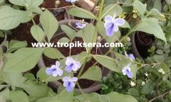 Kod:mk03  Mavi Kelebek Çiçeği (Clerodendrum ugandense)  Orta boy canlı ve sağlıklı 15-25 cm boyda)
