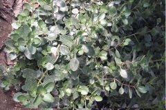 Kod:kal01  kalanchoe manginii (büyük boy canlı ve sağlıklı)