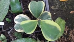 Hoya kerrii variegata  - Kokulu mum çiçeği  10 - 30 cm boyda orta boy, güçlü sürgünlü, saksıda köklü gelişmekte (kod:mum155)