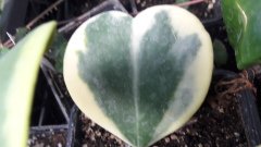 Hoya kerrii variegata  - Kokulu mum çiçeği  10 - 30 cm boyda orta boy, güçlü sürgünlü, saksıda köklü gelişmekte (kod:mum155)
