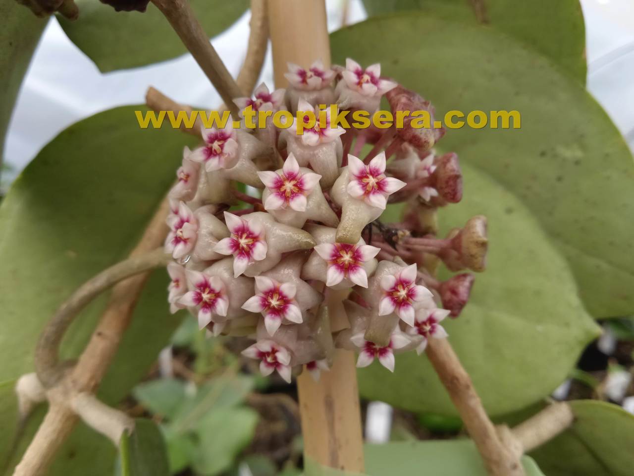 Hoya Sp. EPC-204 - sümbül kokulu mum çiçeği 2 yaprak toprak da köklü ve sürgünlü (kod:new01a)