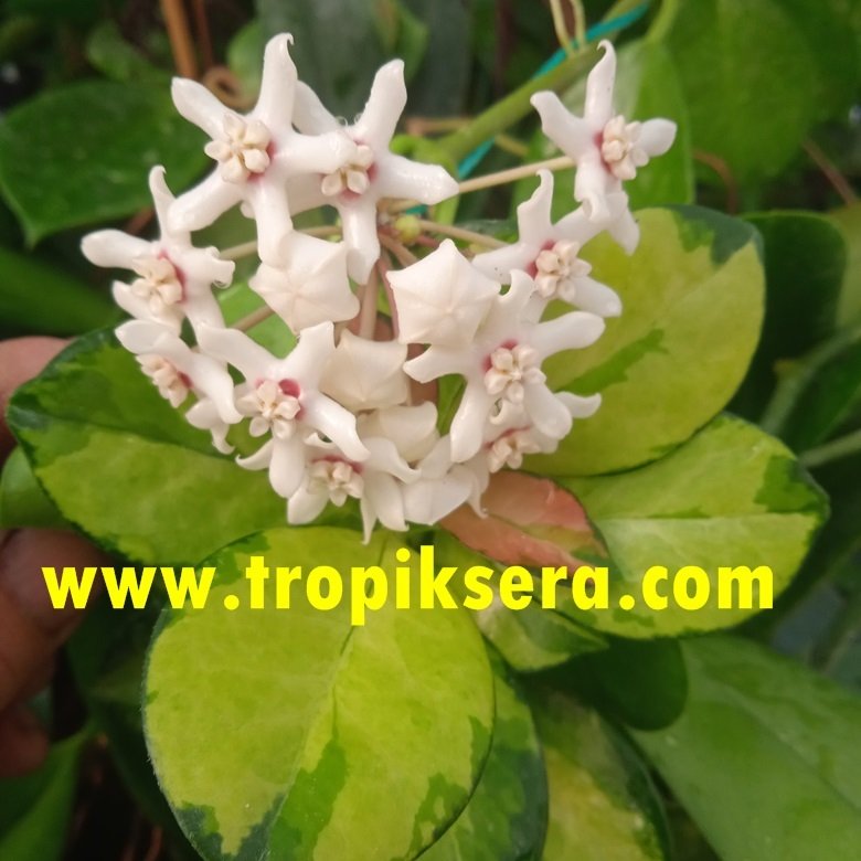 Hoya australis lisa - Kokulu mum çiçeği 2 yaprak toprak da köklü ve sürgünlü (kod:new05a)