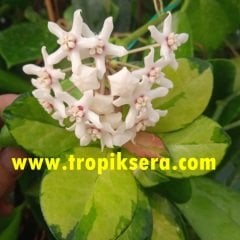 Hoya australis lisa - Kokulu mum çiçeği 2 yaprak toprak da köklü ve sürgünlü (kod:new05a)