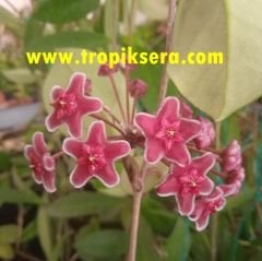 Hoya carnosa red ruby - Kokulu mum çiçeği 2 yaprak toprak da köklü ve sürgünlü (kod:new11a)