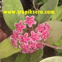Hoya carnosa red ruby - Kokulu mum çiçeği 2 yaprak toprak da köklü ve sürgünlü (kod:new11a)