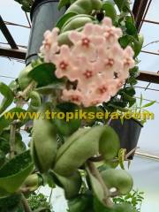 Hoya compacta -  Kokulu mum çiçeği 2 - 4 yaprak toprak da köklü ve sürgünlü (kod:new14a)