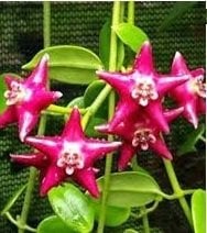 Hoya coranaria red -  Kokulu mum çiçeği 2 yaprak toprak da köklü ve sürgünlü (kod:new16a)