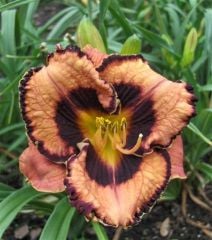 Kod:hem14 Hemerocallis 'Awesome Blossom' Daylily Hardy Perennial (Çiçek açabilecek sağlıklı 1adet rizom)