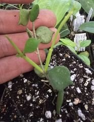 Hoya curtisii -  Kokulu mum çiçeği 2-4 yaprak toprak da köklü ve sürgünlü (kod:new18a)