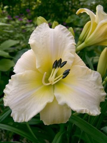 Kod:hem15 Hemerocallis 'Artic Snow' Daylily Hardy Perennial (Çiçek açabilecek sağlıklı 1adet rizom)