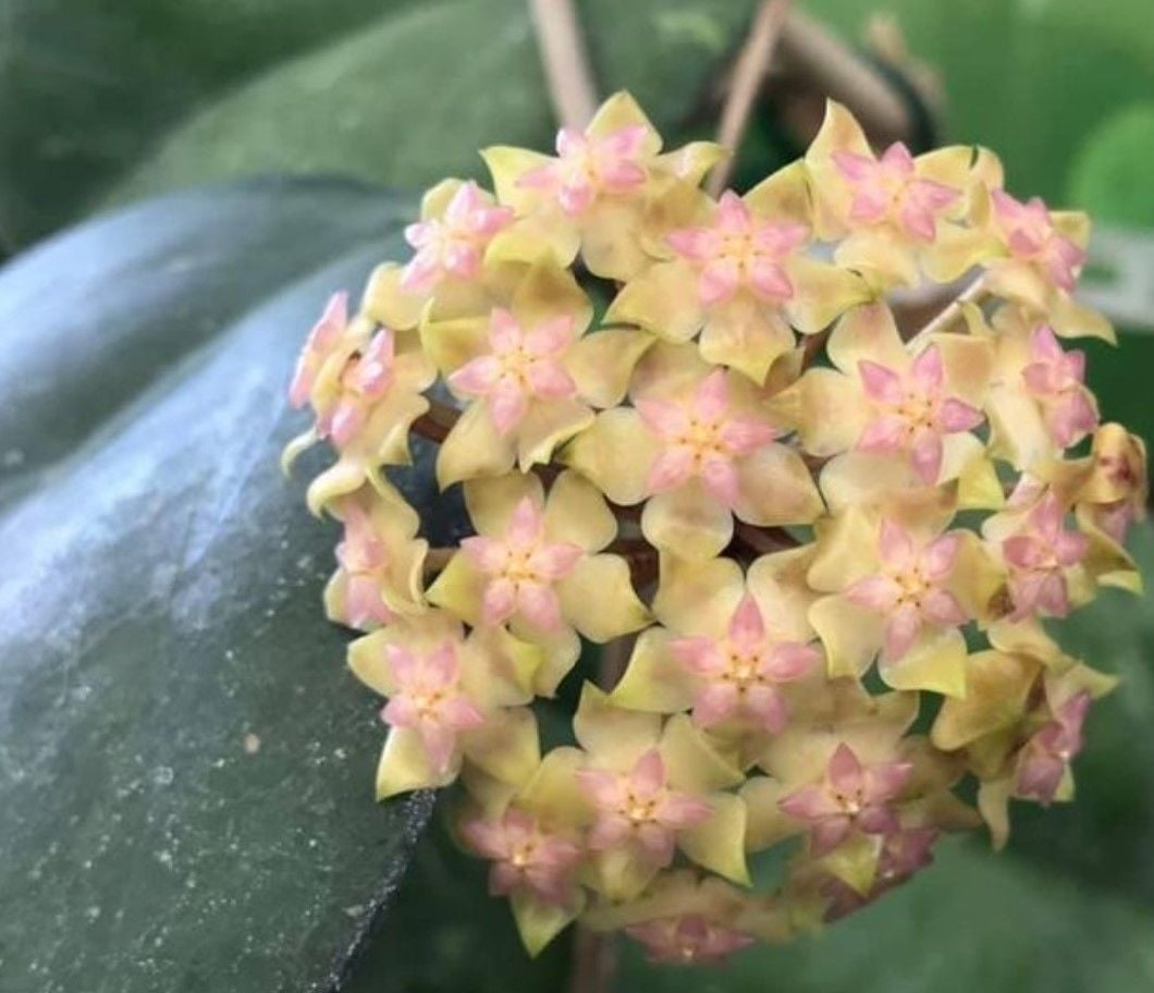 Hoya cv joy -  Kokulu mum çiçeği 30-50 cm boyda, toprak da köklü ve sürgünlü (kod:new20a)