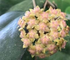 Hoya cv joy -  Kokulu mum çiçeği 30-50 cm boyda, toprak da köklü ve sürgünlü (kod:new20a)