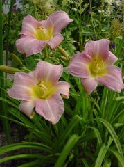 Kod:hem17 Hemerocallis 'Catherine Woodbury' Daylily Hardy Perennial (Çiçek açabilecek sağlıklı 1adet rizom)