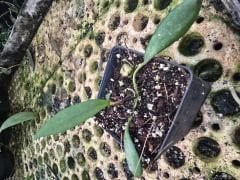 Hoya David cummingii -  Kokulu mum çiçeği 2 yaprak toprak da köklü ve sürgünlü (kod:new23a)
