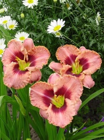 Kod:hem20 Hemerocallis 'Daring Deception' Daylily Hardy Perennial (Çiçek açabilecek sağlıklı 1adet rizom)