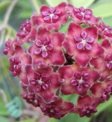 Hoya excavata -  Kokulu mum çiçeği 30-50 cmboyda, toprak da köklü ve sürgünlü (kod:new28a)