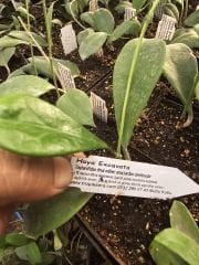 Hoya excavata -  Kokulu mum çiçeği 30-50 cmboyda, toprak da köklü ve sürgünlü (kod:new28a)