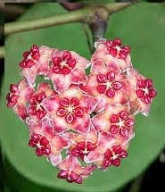 Hoya excavata -  Kokulu mum çiçeği 2 yaprak toprak da köklü ve sürgünlü (kod:new28a)