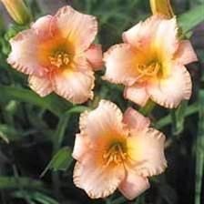 Kod:hem25 Hemerocallis 'Patti nayland' Daylily Hardy Perennial (Çiçek açabilecek sağlıklı 1adet rizom)