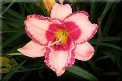 Kod:hem26 Hemerocallis 'Strawberry fields forever' Daylily Hardy Perennial (Çiçek açabilecek sağlıklı 1adet rizom)