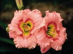 Kod:hem27 Hemerocallis 'Elegant candy' Daylily Hardy Perennial (Çiçek açabilecek sağlıklı 1adet rizom)