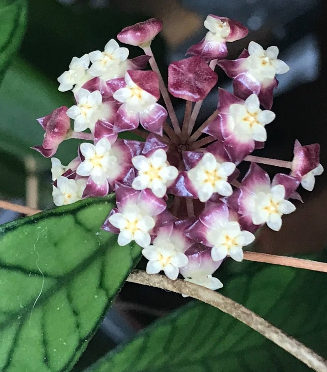 Hoya halmahera indonesia -  Kokulu mum çiçeği 2 yaprak toprak da köklü ve sürgünlü (kod:new36a)