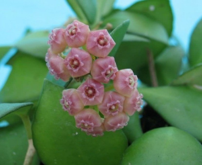 Hoya heuschkeliana pink - mum çiçeği  4-8 yaprak toprak da köklü ve sürgünlü (kod:new37a)
