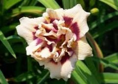 Kod:hem31 Hemerocallis 'roswitha' Daylily Hardy Perennial (Çiçek açabilecek sağlıklı 1adet rizom)