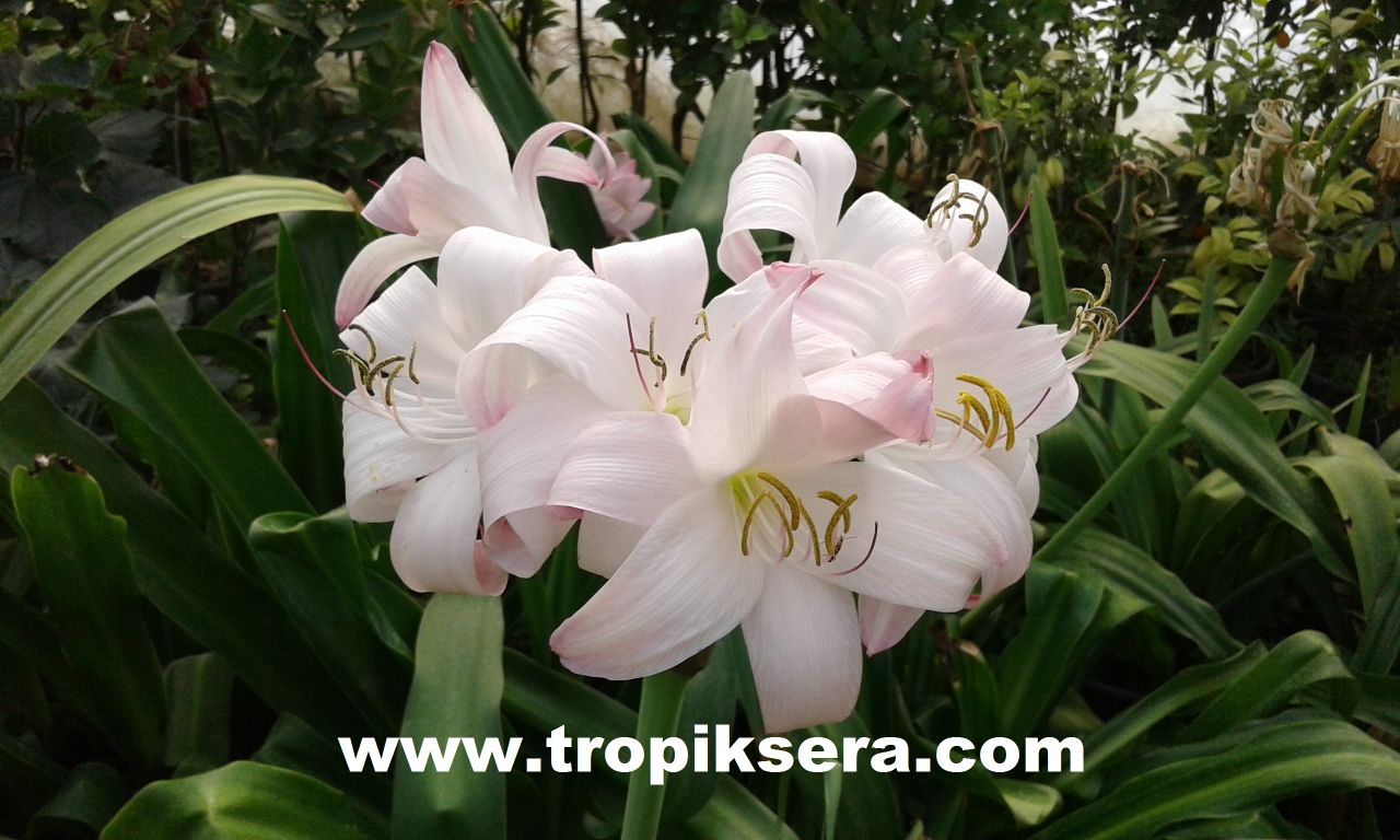 Kod:cr08 Pembeli beyaz Crinum amaryllis - Crinum Lily, Mrs. James Hendry (sağlıklı 1 adet orta büyüklükte soğan)