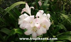 Kod:cr08 Pembeli beyaz Crinum amaryllis - Crinum Lily, Mrs. James Hendry (sağlıklı 1 adet orta büyüklükte soğan)