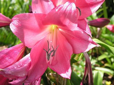 Kod:cr11 Kırmızı Crinum amaryllis - Crinum Lily, Magenta lady (sağlıklı 1 adet orta büyüklükte soğan)