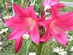 Kod:cr12 Kırmızı Crinum amaryllis - Crinum Lily, İnfusion (sağlıklı 1 adet orta büyüklükte soğan)