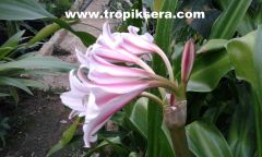 Kod:cr13 Kırmızı çizgili beyaz Crinum amaryllis - Crinum Lily, Montgomery Nana (sağlıklı 1 adet orta büyüklükte soğan)