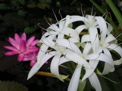 Kod:cr16 ince beyaz Crinum amaryllis - Crinum Lily, Erubescens (sağlıklı 1 adet orta büyüklükte soğan)