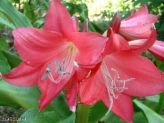 Kod:cr17 kırmızı Crinum amaryllis - Crinum Lily, Ellen Bosanquet (sağlıklı 1 adet orta büyüklükte soğan)