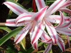 Kod:cr21 kırmızı beyaz Crinum amaryllis - Crinum Lily, baconi Maurine Spinks (sağlıklı 1 adet orta büyüklükte soğan)