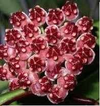 Hoya wayetii -  Kokulu mum çiçeği 2 yaprak toprak da köklü ve sürgünlü (kod:new74a)