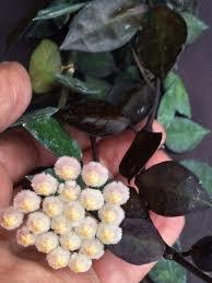 Hoya krohniana (Black leaves) -  Kokulu mum çiçeği 2 yaprak toprak da köklü ve sürgünlü (kod:new76a)